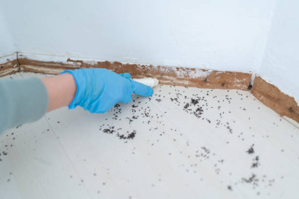 Best Affordable Pest Control Services  in Mustang Ridge, TX